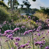 Verbena bonariensis 0.30 - 0.40 m