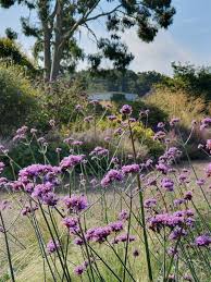 Verbena bonariensis 0.30 - 0.40 m