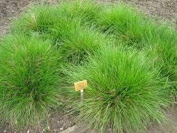 Deschampsia cespitosa "Goldtau" 0.10 - 0.20 m