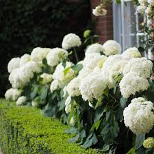 Hortensia "Strong Annabelle" 0.20 - 0.30 m / Hydrangea arborescens "Strong Annabelle"/