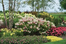 Hortensia paniculata "Pinky Winky" / Hydrangea paniculata "Pinky Winky"/