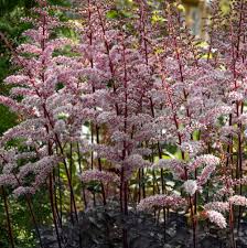 Astilbe thunbergii "Chocolate Shogun" 0.20 m