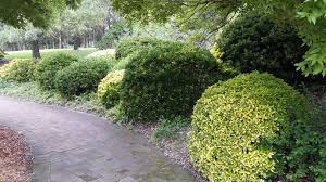 Salba japoneza" Elegant Aureus "/ "Bravo" minge 0.30 -0.50 m / Euonymus jap. "Elegant Aureus"/ - Gradina Noastra