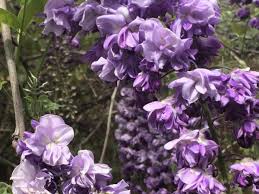 Glicina chinezească "Black Dragon" 2.00 m / Wisteria chinensis "Black Dragon"/