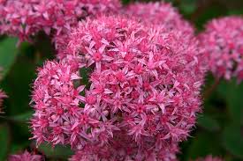 Iarba grasa "Carl" 0.10 - 0.20 m / Sedum spectabile "Carl"/