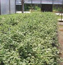 Vinca major "Variegata" 0.20 - 0.40 m