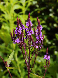 Verbena hasata "Rosea" 0.20 - 0.30 m