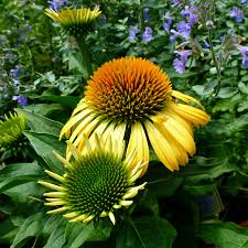 Echinacea purp. "Harvest Moon" 0.20 - 0.40 m