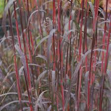 Andropogon gerardii "Red October" 0.20 - 0.30 m