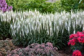 Veronica spicata "First Lady" 0.10 - 0.20 m