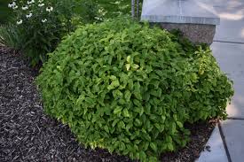 Sanger "Kelseyi" 0.20 - 0.45 m / Cornus sericea "Kelseyi"/