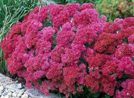 Iarba grasa "Carl" 0.10 - 0.20 m / Sedum spectabile "Carl"/
