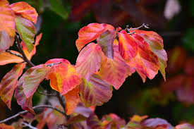 Arborele de Fier Persan palier / Parrotia persica /