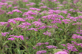Achillea millefolium "Lilac Beauty" 0.10 - 0.20 m