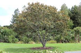 Magnolia vesnic verde "Little Gem" 1.50 - 1.75 m / Magnolia grandiflora "Little Gem" - Gradina Noastra