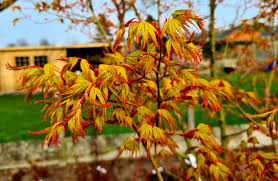 Artar japonez "Sode Nishiki" 1.20 - 1.50 m / Acer palmatum "Sode Nishiki"/