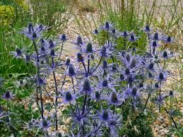 Eryngium "Big Blue"