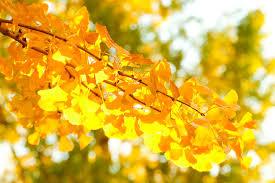 Arborele pagodelor 4.00 - 5.00 m / Ginko biloba / gradina-noastra