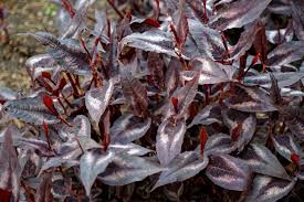 Persicaria microcephala "Red Dragon" 0.10 - 0.20 m