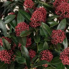 Liliac japonez "Rubella" 0.40 - 0.50 m / Skimmia japonica "Rubella"/
