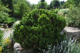Pin pitic "Sherwood Compact" 0.20 - 0.25 m / Pinus mugo "Sherwood Compact"/
