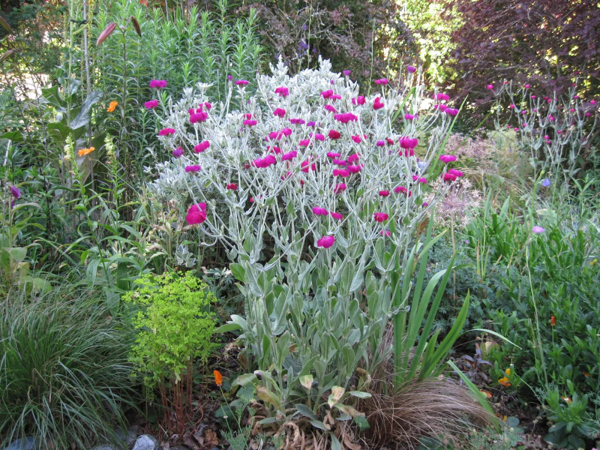 Lychnis coronaria "Atrosanguinea"
