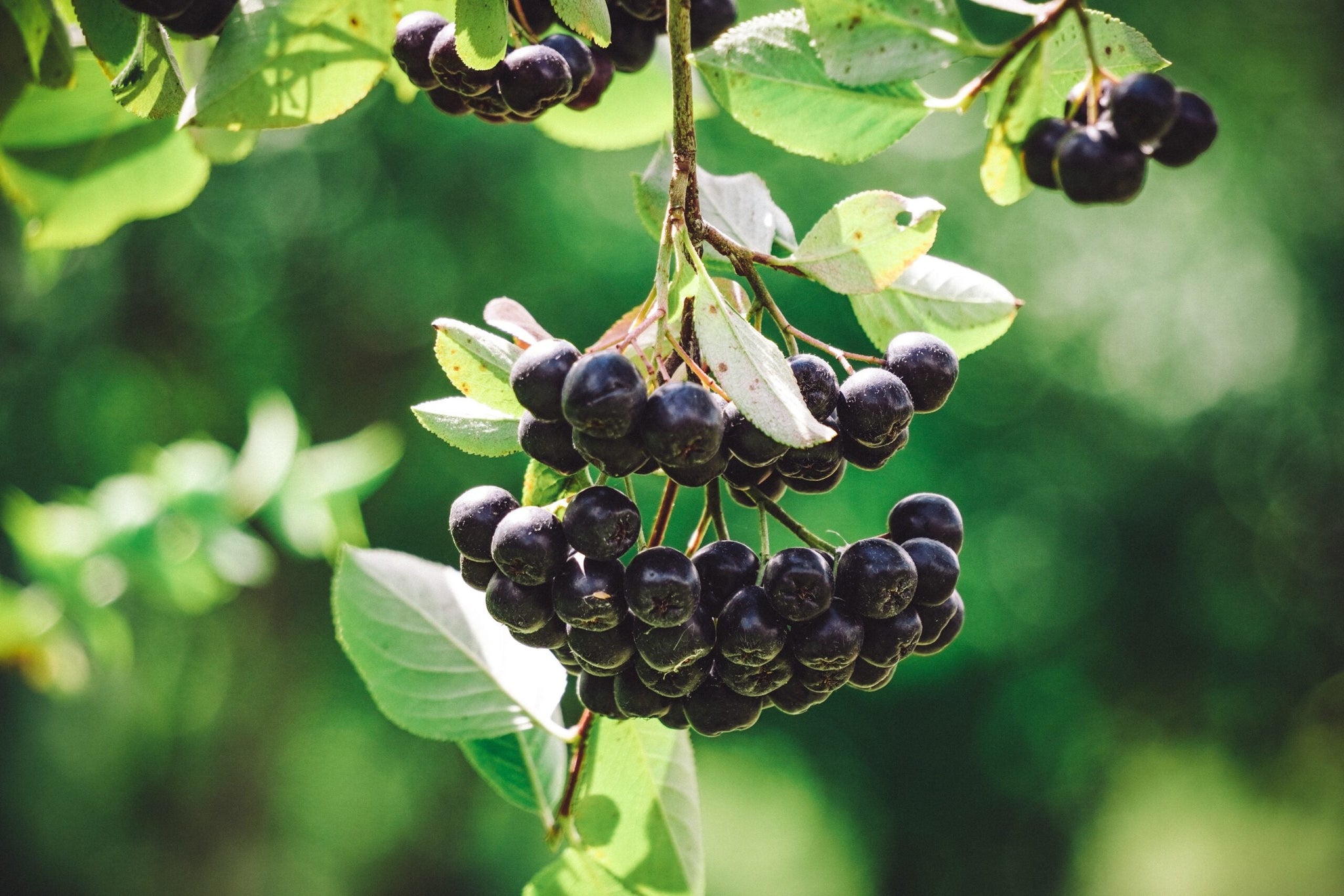 Aronia mix 0.50 -0.60 m / Aronia mix /