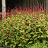 Persicaria amplexicaulis "Speciosa" 0.10 - 0.20 m