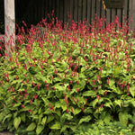 Persicaria amplexicaulis "Speciosa" 0.10 - 0.20 m
