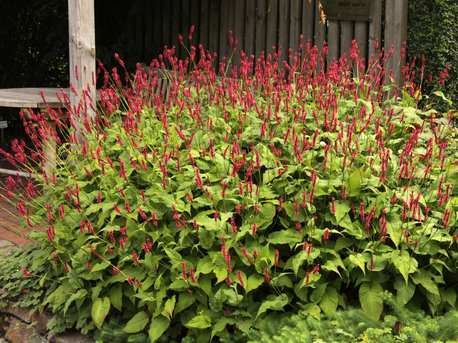 Persicaria amplexicaulis "Speciosa" 0.10 - 0.20 m
