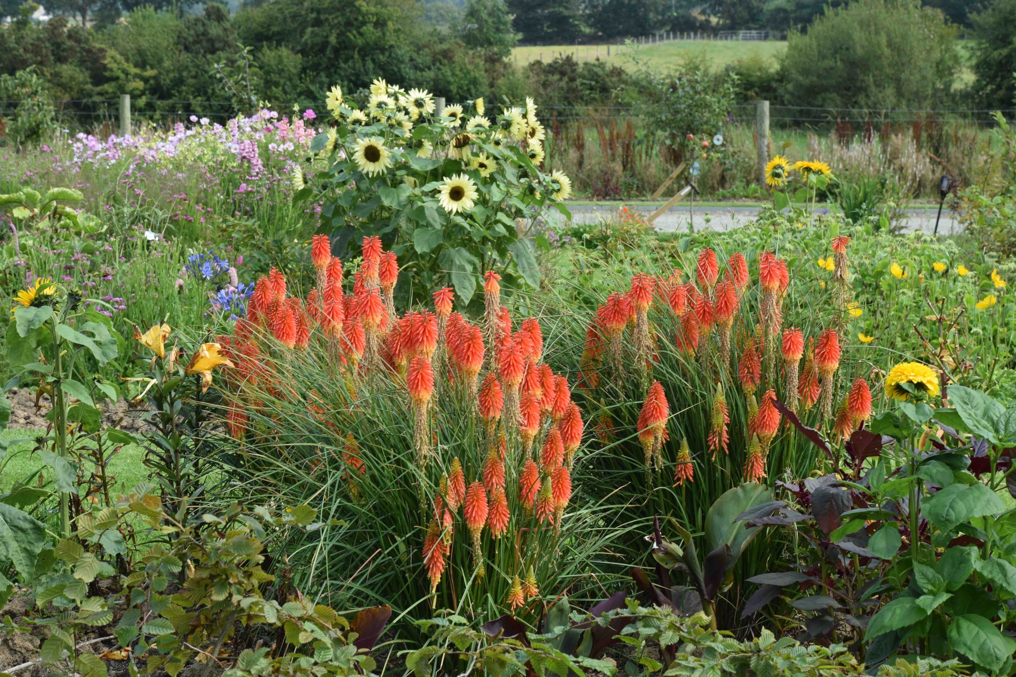 Kniphofia 'Papaya Popsicle'  0.20 - 0.40 m