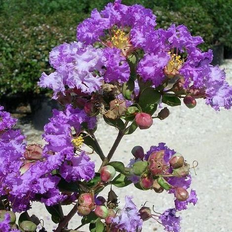 Liliac Indian "Violacea Grassi" 1.70 - 2.00 m / Lagerstroemia Indica "Violacea Grassi" / gradina-noastra