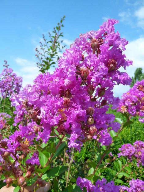 Liliac Indian "Violacea Grassi" 1.70 - 2.00 m / Lagerstroemia Indica "Violacea Grassi" / gradina-noastra