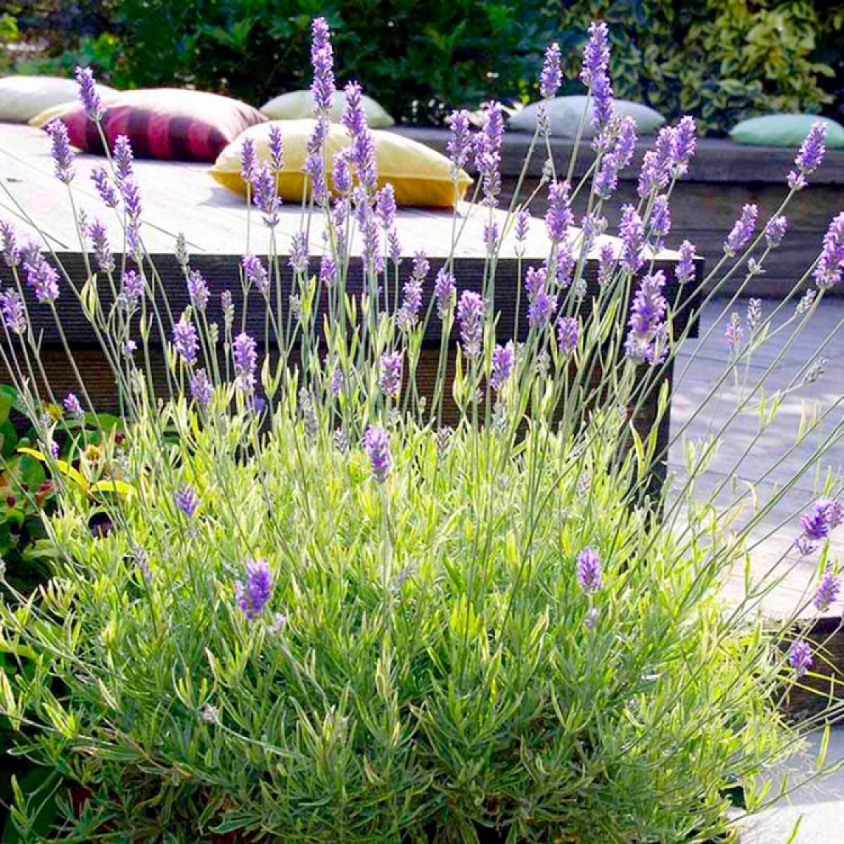 Lavanda "Platinum Blonde" 0.10 m / Lavandula angustifolia "Platinum Blonde"/