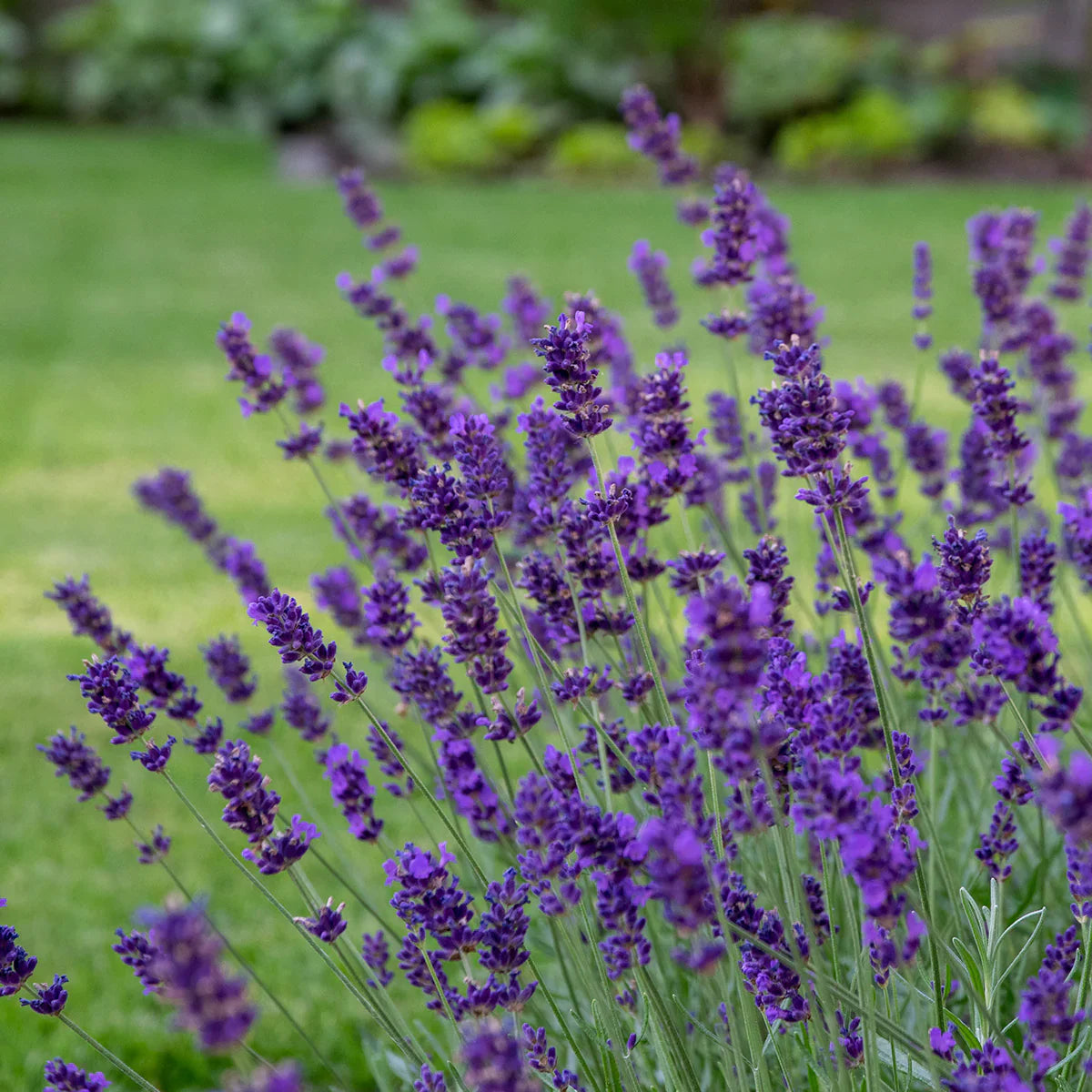 Lavanda angustifolia "Hidicote" 0.10 m