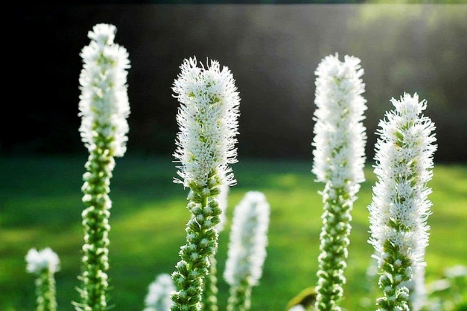 Liatris spicata "Alba"