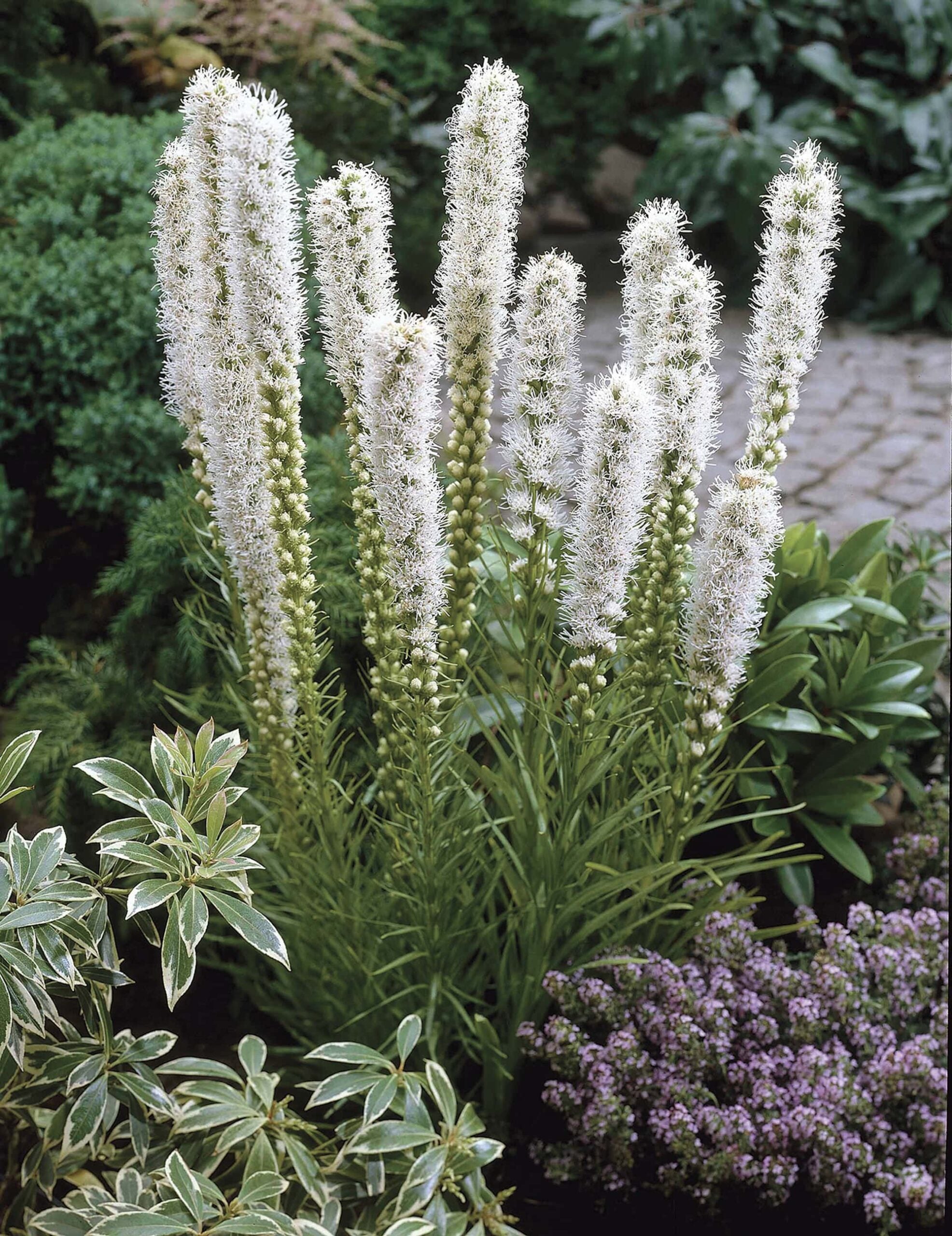 Liatris spicata "Alba"