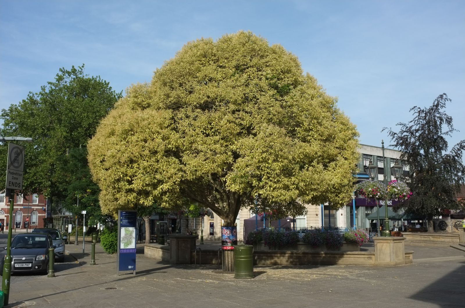 Lemn cainesc "Excelsum Superbum" multitulpinal 2.00 - 2.50 m / Ligustrum japonicum "Excelsum Superbum"/