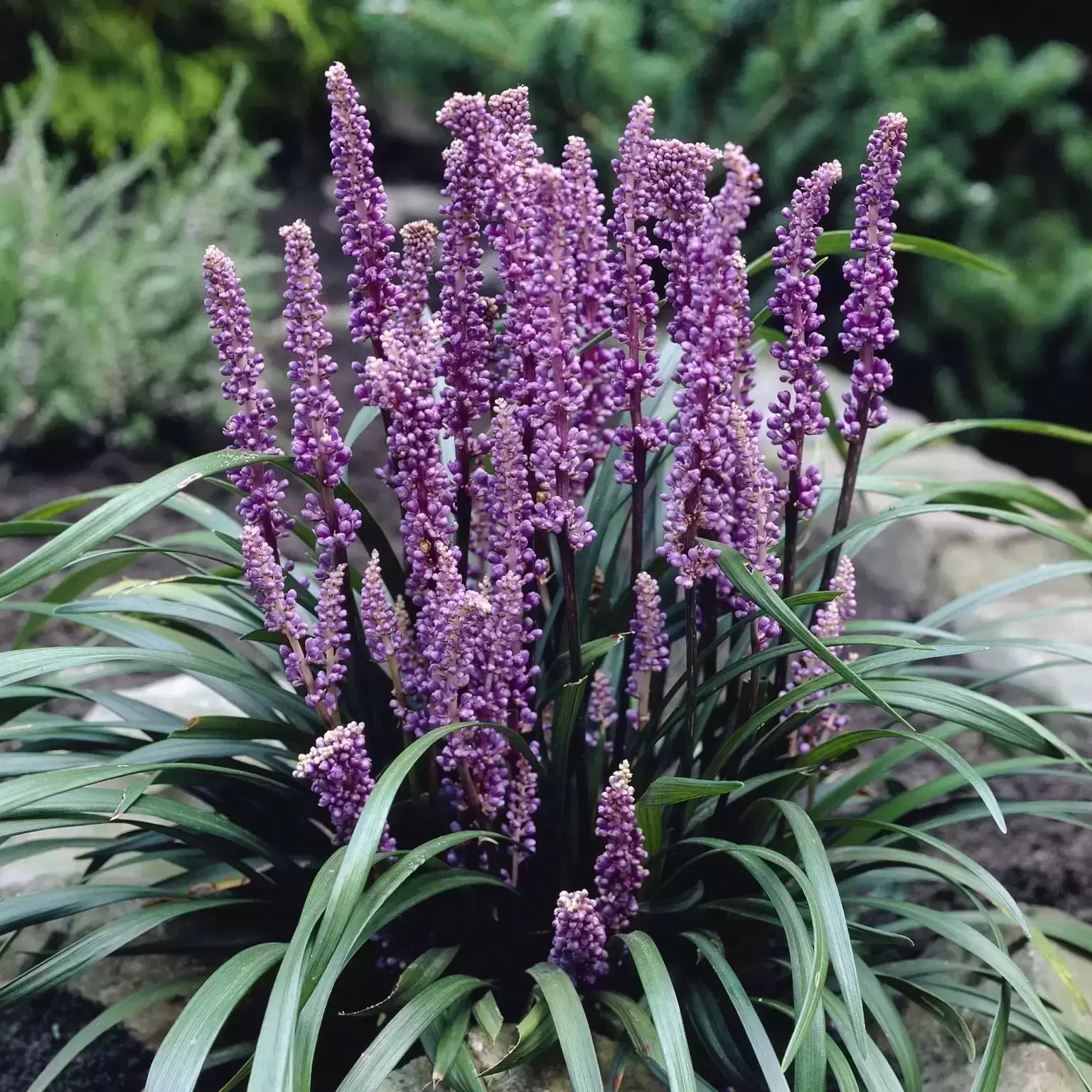 Liriope muscari "Royal Purple"