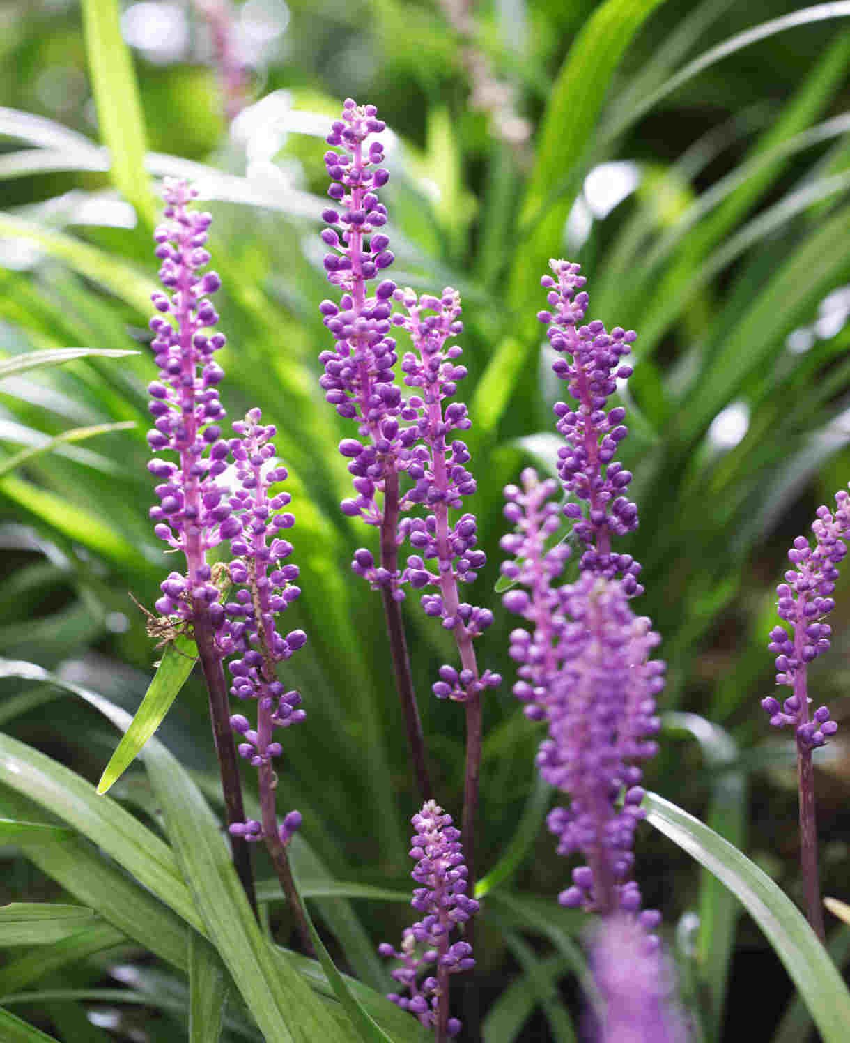 Liriope muscari "Ingwersen"