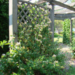 Mâna Maicii Domnului 0.60 m / Lonicera japonica mix /