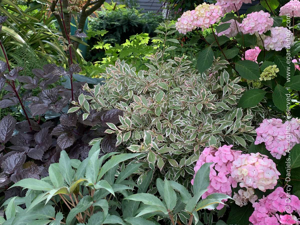 Astilbe thunbergii "Chocolate Shogun" 0.20 m
