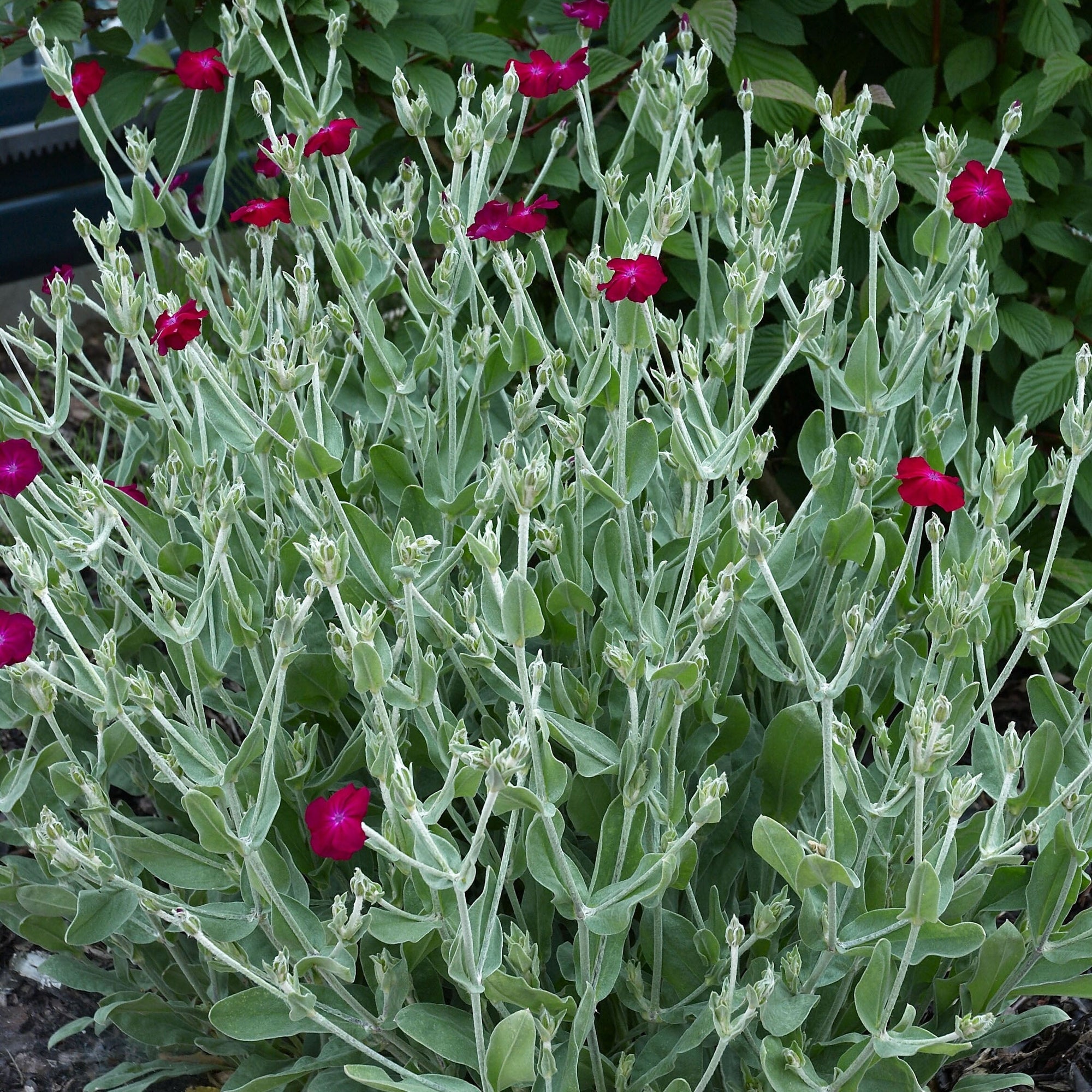 Lychnis coronaria "Atrosanguinea"
