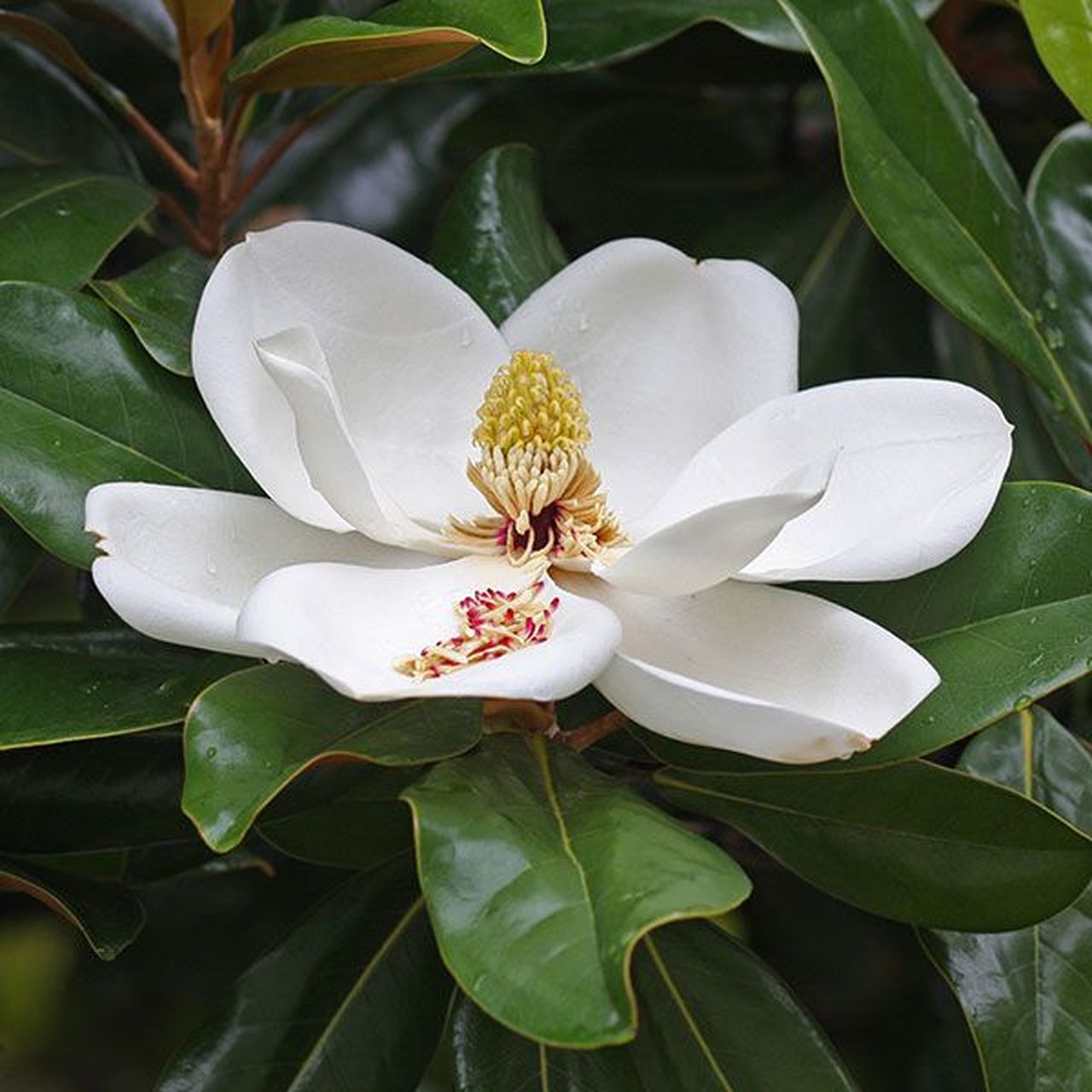 Magnolia vesnic verde "Little Gem" 1.50 - 1.75 m / Magnolia grandiflora "Little Gem" - Gradina Noastra
