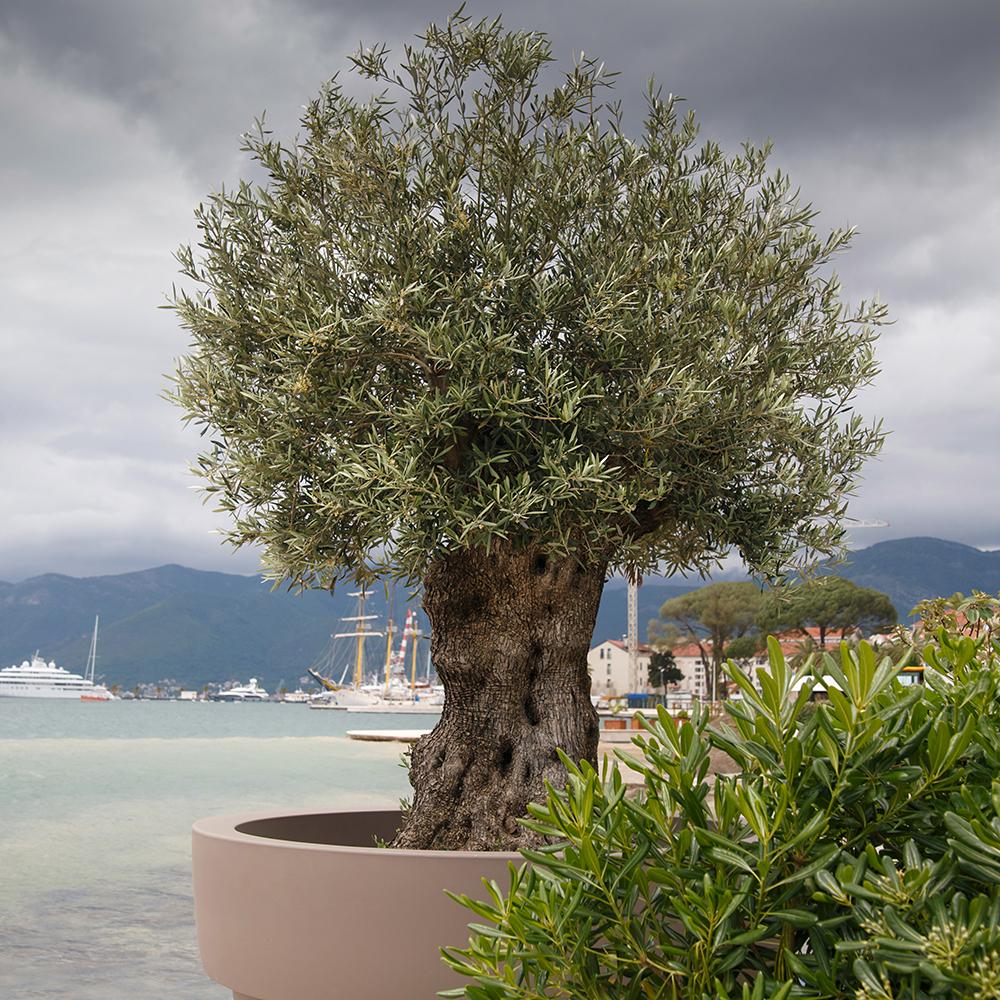 Maslin bonsai 1.50 - 2.00 m / Olea Europaea/