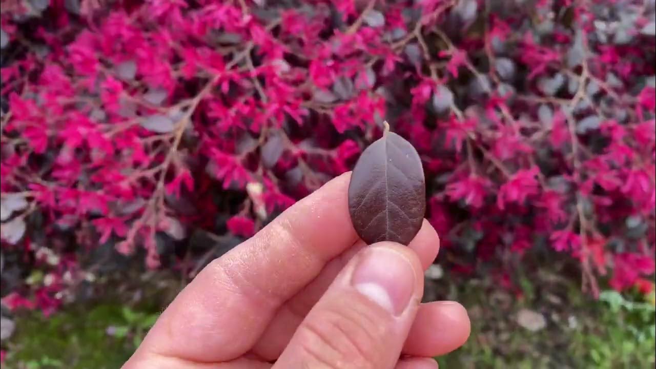 Loropetalum chinense Black Pearl minge 0.70 - 1.00 m / Loropetalum chinense "Black Pearl" /