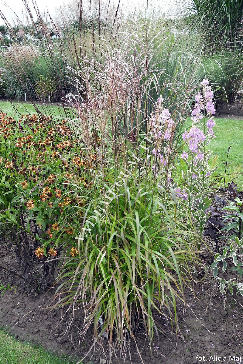 Iarba elefantului "Navajo" 0.20 - 0.30 m /Miscanthus sinensis "Navajo"/