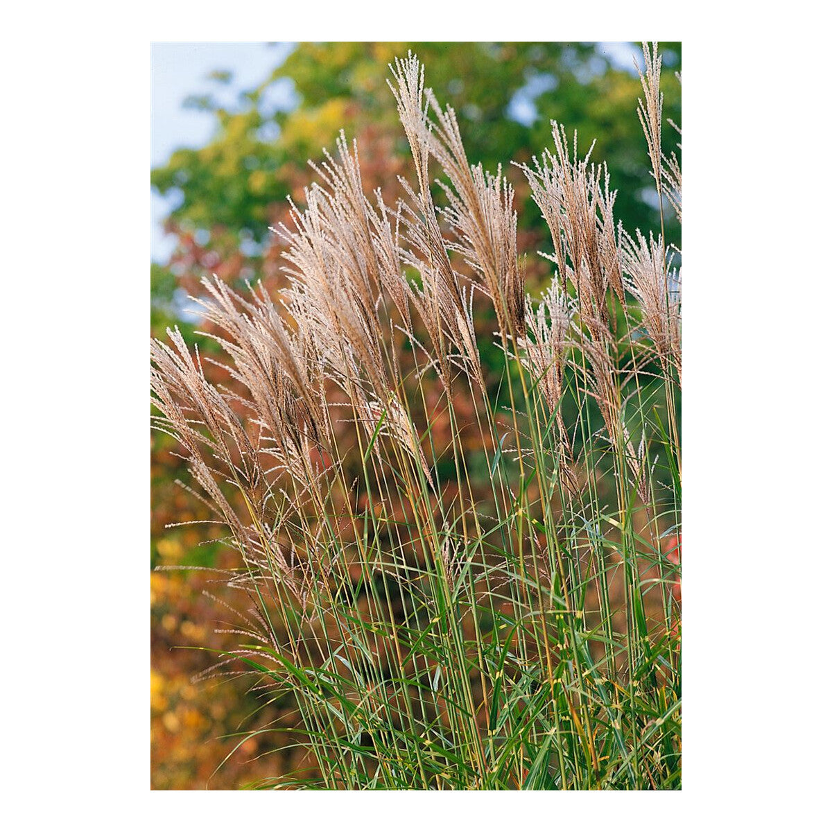 Iarba elefantului "Punktchen" 0.20 - 0.30 m / Miscanthus sinensis "Punktchen" /
