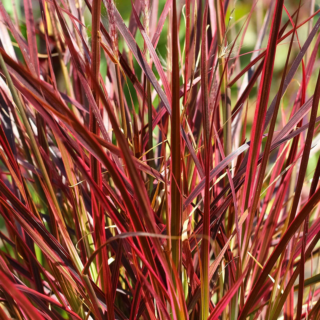 Iarba elefantului "Red Chief" 0.20 - 0.30 m / Miscanthus sinensis "Red Chief" / - Gradina Noastra