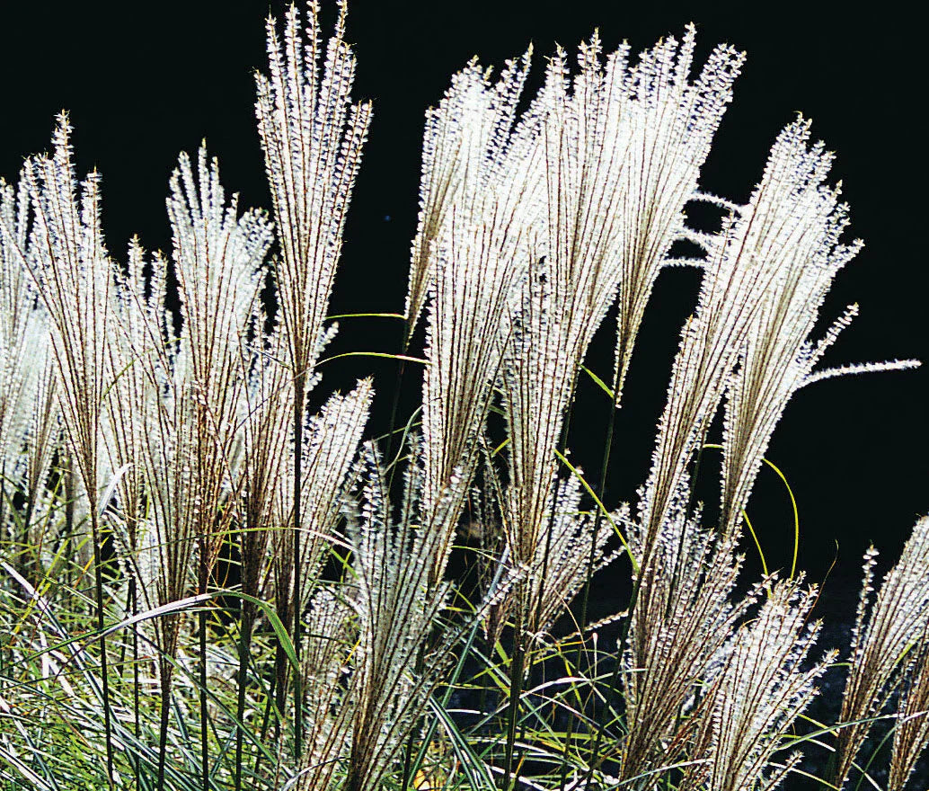 Iarba elefantului "Kleine Fontaine" 0.20 - 0.30 m / Miscanthus sinensis "Kleine Fontaine" /